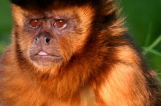  animales en semilibertad 